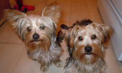 They are brother and sister. I own the mother who is a pure breed blue (silver) and tan Yorkshire terrier. The father comes from a long line of papered black and tan yorkies who is half the size of the mother. The little one is the male who weighs a few