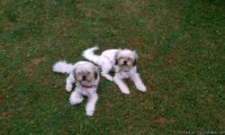 &nbsp;We have two white shih tzu sisters that we are selling together. They are 8 mos. old. They are upd on all shots. Given flea and tick med + heartwormed monthly. They are also housebroken and extremely family friendly. For more information feel free