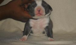 UKC & ABKC Registered Blue Pitbull Puppies
3 Males - 4 Females
Born April 9th, 2011
NO RUNTS!!
Pictured above at 2 weeks old, these little puppies have some massive size heads.
A litter you dont want to pass up.
Sire- 109 lbs & still growing daily
Dam- 86