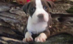 razorsedge/gotti puppies available
puppy pedigree link is below
we have two males and two females left.they are ukc reg. they where born on may 10. thay are all very short and very bully like there sire.if you would like more info plz flee free to call or