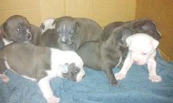 BEAUTIFUL BLUE UKC AMERICAN PIT BULL TERRRIER PUPPIES FOR SALE. FOR MORE INFORMATION CALL --