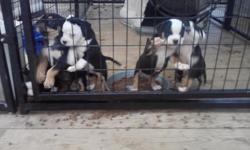I have 6 black tri puppies for sale 1 male and 5 females. They are 7 weeks old they have already had there first shots and been dewormed and ready for a new home. They are bully breed so they will be short and stocky they have beautiful markings The