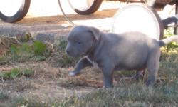 Beautiful UKC blue nose pitbull puppies for sale. Puppies were born July 28th and are dewormed, have had dewclaws removed, and will have first vaccinations. Both parents are on site. Call 360-749-7189, serious buyers only!