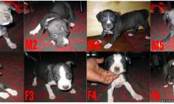 6 weeks in this pic" Puppies born November 28, 2010 I have 2 males and 4 females for sale. You can check out my website WWW.CNYPITBULLS.NET for more details. Pictures of parents and pedigree are also available on website. All puppies come with UKC papers