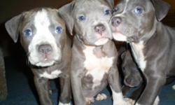 Born on 5/27. These are the finest UKC registered Blue pits!
Bloodlines are Watchdog, Chaos, And Razors edge. All pups sold come with first shots and health record.
Dont miss out these bullies will go quick! Shipping is available with aditional charge for