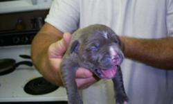 UKC Registered Blue nose Pit Bull puppies Born May 27Th. All pups will be dewormed and first set of shots.
we can ship your puppy Via Air for additional fee, Bloodlines are Watchdog, Chaos, and Razors edge.
These won't last long at this price!
