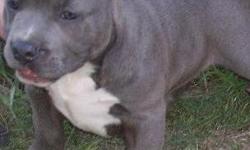 UKC BLUE PIT BULL PUPS 4SALE NOW! WE ARE TAKING DEPOSITS ON OUR LITTER NOW! UKC,PURPLE RIBBON,GRAND CHAMPION REGISTERED. JUAN GOTTY, RAZOR'S EDGE,SHORT SHOT,EVERBLUE BLOODLINE. ALL PUPS ARE UKC, PURPLE RIBBON, GRAND CHAMPION REGISTERED, VET CHKED AT 2 &5