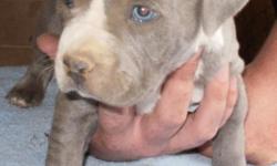 UKC GRAND CHAMPION, PURPLE RIBBON, BLUE PIT BULL PUPS FOR SALE! PUPS 4 SALE NOW! ALL PARENTS ARE DNA, HIP, & EYE CERTIFIED. ALL PUPS ARE UKC,GRAND CHAMPION, PURPLE RIBBON REGISTERED. VET CHECKED AT 2 & 5 WEEKS, WORMED AT 2,4,& 6 WEEKS, HAVE THEIR 7-1