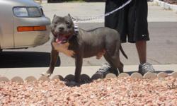This boy is 2 1/2 yrs old and has produced one amazing litter so far. He is off Blue muscle bullies Mr. Kaos x Sweet Sadey! His blood consists of Dozer and Pdiddy! He is great with people and amazing with kids! He is house and kennel trained and would be