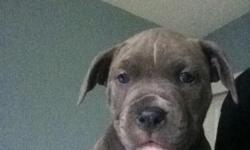 UKC Purple Ribbon pitbull puppies. These puppies are gorgeous at 8 weeks old. Southlands "Iron Cross Patrons" grand babies and they are amazing. Mom and dad are both Purple Ribbon certified. Puppies were born 1/17/10. These puppies are monsters and