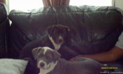 Two UKC female American Pit Bull pups (12 weeks old). One blue & white and one is black & white. Wormed and current on shots. Both are adapting well to crate training and have delightful personalities. Daddy is blue & white from a UKC Purple Ribbon