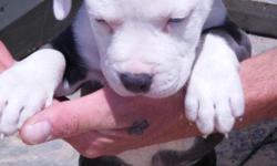 We have a Purple Ribbon UKC registerd Blue Nose Razor Pit Bull puppy. He is 8 weeks old and has a playfull and sweet temperment. He has gorgeous markings; blue and white with icey blue eyes. He has his 1st shots and deworming. We bought him for $400.00