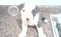 Ukc purpple ribbon blue pit bull pups razors edge bloodline grandfather is zenstyles pokemon1 includes in the first 4 generetions lowjack remy martin mikelands cracker jack and mikelands kingpin for further information you can call at ()-
