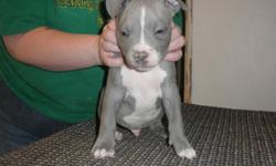 UKC Purple Ribbon Pit Bull puup ready for their new homes. Should be at leat 100lbs. 6 females and 3 males to choose from. Great looking pups! Vet checked, dewormed and vaccinated. We are also a UKC registered Breeder. Both parents on site. For more