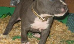 (Sire)"Polo&nbsp;The Don"&nbsp;Grandson of the late great "Samurai Paco"&nbsp; (Dam) "SF Diamond"daughter of "Kingpins Blue Ice" who is the son of "Muglestons Blue Sirius" these are some well breed Bullies. They will be short and stockey with a very mild