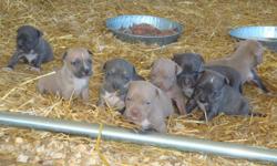 We have Purple Ribbon UKC/ABKC blue nose Pit puppies for sale....The sire is razor edge/remyline and the Dam is razor edge...they will be 6 weeks old December 20th. They will make a great christmas present.&nbsp; You can contact me @ 561-493-2840 or @