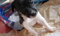 UKC registered Male rat terrier pup. Black & white with adorable design on his back. He has had his tail docked & dew claws removed. He will be 6 weeks old on 9-15 & will be ready to leave his mamma & go home with you (as long as he is eating his puppy