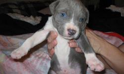 These are 6 Week Old BLUE American Pit Bull Terrier puppies for Sale. These will be great looking,well mannered dogs, and their loyalty and friendship will last forever.Have been De-wormed and are up to date on shots.They are UKC registered.Please make