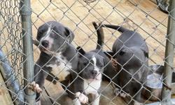 I have 2 male blue pit puppies for sale. Verry nice dogs, have all shots 6 weeks old ready to go. These are the last two dont miss out on this deal!!! $500 with papers. 850-673-8772 I own both the parents and will send pics upon request.