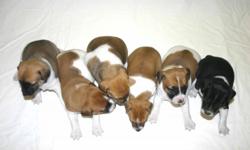 Premium quality UKC registered miniature Rat Terrier pups. These healthy pups are uniquely tri-colored and show very good confirmation. Pups will mature to 12 lbs & 12 inches tall. They have great looking parents & both on site. There are three left for