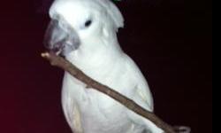 10 year old male tame umbrella cockatoo. &nbsp;Comes with cage and stand. &nbsp;Elvis talks and loves grapes. &nbsp;He is not getting enough attention as I now take night classes. &nbsp;Text or call -- or --&nbsp;