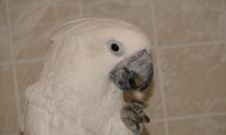 "Alba" is a 21 year old Umbrella Cockatoo seeking a new, loving, forever home. Our children are grown and we are not able to provide all the love and attention Alba needs and wants. Even though Alba is very loving and likes to cuddle, cockatoos are