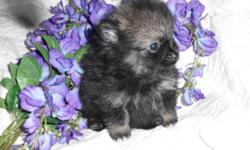 I have registered&nbsp;tea-cup pomeranian puppies for sale, ready now: I don't aways see my emails so please call me. 1--- My puppies are home raised and talked to and played with daily. They will get 3-4 lbs full grown.&nbsp; They are very smart and easy