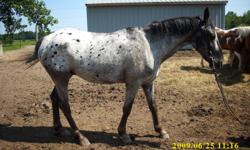 I Love horses. i trained my appaloosa gelding myself and he is the best horse ever. Little kids can ride him and everything.
I can train for barrels, poles, Western pleasure, English, Whatever you want.
I will train ponys, geldings, studs, mares, big or