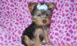 Give your loved ones a Valentine's Day Gift to remember! I have a Tiny beautiful Pure Breed Yorkshire Terrier Male Puppy for sale. Puppy was Born on 11/5/2010, I have 1 Male that is ready to go to his forever home, 3 puppies have already gone to their new