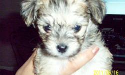 WELL THIS VERY CUTE PUPPY IS 6 WEEKS OLD, SHE IS SHIH TZU, MALTESE, POODLE. THE MOM IS 1/2 SHIH TZU 1/2 MALTESE, AND THE FATHER A MINIATURE POODLE. VERY CUTE! AND EXPECTED TO BE SMALL!
THERE IS 1 FEMALE, SHE IS BLACK WITH WHITE PAWS AND A WHITE CHEST, SHE