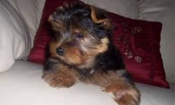 We have teacup Yorkie Puppies for adoption. Our puppies are raised at home amongst our kids and other pets. They have taken all shots. The puppies will grow very tiny and healthy. Email us for more information.