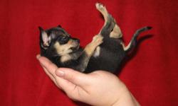 Tiny tiny &nbsp;stunning apple head Chihuahua boys 2-3lb full grown.
They are VERY social!!!! Love to give kisses. Snuggle in your lap. Just a bunch of little lover snuggle bug J!!!! They are too tiny for a family with small children so please be