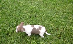 Very Tiny adorable chocolate spotted on white male short haired Chihuahua puppy, he's 3 months old, he was the runt of the litter also the pick of the litter that we were going to keep, that's why we held him back till last. He's had 3 sets of shots and