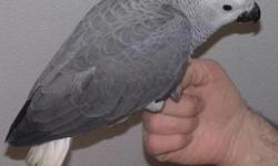 3 months to 9 months old vet checked timneh grey parrots will be going to a caring home this Xmas. hand feed and well tamed and my vet officer confirm they can make good companion this season. please send and inquiry for more details.