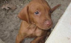 Amazing Bird dogs, great with kids, beautiful golden-rust coats, like a "mini" LAB.
11 puppies...7 male, 4 female
Declawed, tails docked, parents on-site
Ready 8/21/11