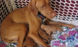 Only 1 female and 1 male Vizsla puppies are left that will be ready to go to their new owners the week of August 22, 2011.The puppies will be vet checked twice and will have had their first shots. Their tails have been docked and their dew claws removed.