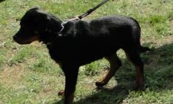 Excellent Show/Breed 4 Months Old Puppy Male
VP1 Rated
" For Sale"