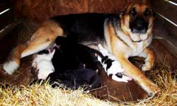 3 Male Black & Tan Pups
3 Female Black & Tan Pups
1 Male & 1 Female Panda Shepards (Black & White) pups
AKC
Maxamillion Von Rommel blood line (XVIII generation)
Parents have been excellent with kids: Male helps work farm with horses and cattle
Home