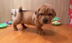 Male & female Walrus puppies---1/2 Shar Pei & 1/2 Bassett-- full of cute wrinkles and soft coated. Reasonable priced delivery June 24th. 740-294-7723