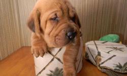 Two female Walrus puppies (half Shar Pei & half Basset Hound) $350 & $400. ACA registered American Ori Pei female pup $400. Possible reasonable priced delivery this week. 740-294-7723