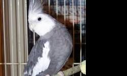 I want to trade 3 male adult male cockatiels 1 female for a cage suitable cage with bar spacing safe for conures.
In pic 1 is a year old gray white face male, pic 2 is the type of cage I'd like, pic 3 is the pied 3 year old male on the 2nd. perch, the