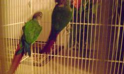I have two beutiful couple green cheek conures I want to trade for an african grey parrot.