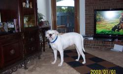 Wanted - Mature male American Bulldog to mate with Beautiful Bella. Call ASAP 910-487-5150.