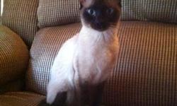 Have a beautiful registered four year old Female Siamese Seal Point cat
that needs a good looking registered Male Siamese Seal Point stud for
weekend. Stud does not have to be championship cat, but does need to
be a seal point siamese registered. This is