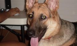 I have a loyal, energetic great family 2yr old female German Shepherd with good bloodlines.