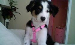 Bella is a 2 year old Border Collie/Australian Shepherd that has never been bred. We are searching for a well mannered and loving male companion. I am willing to offer the pick of the litter or negotiate about price. Bella does not have a pedigree but is