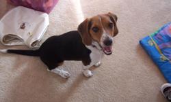 Hello i am looking for a male PURE BRED beagle to breed with my 3 year old Pure Bred tri colored beagle