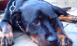 Need male Rott for stud.Must have good temperment.Within the next 8 or 9 days.Please call 810-627-0767.