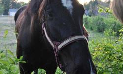 I'm wanting to adopt any unwanted draft horses to give them a forever home. I have several years experience with them already & just love the large guys so much & they have so much to offer. I have 1 percheron gelding already & would like to find him a