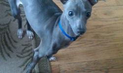 WANTING&nbsp;TO HAVE ONE&nbsp;OF MY 2 1/2 YEAR OLD ITALIAN GREYHOUNDS BABIES....I LOVE HIM SO MUCH AND I WANT TO BREED HIM ONCE SO I&nbsp; HAVE A LITTLE ONE OF HIM :) HE IS BLUE IN COLOR. I ONLY WANT PICK OF LITTER...HE IS NOT REGISTERED I DONT WANT TO